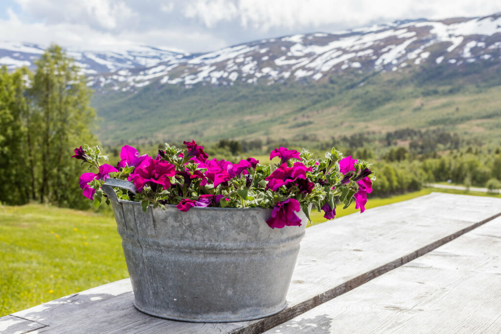 Bortistu Gjestegård ligger i Oppdal kommune i naturskjønne omgivelser innerst i Storlidalen og i hjertet av Trollheimen.